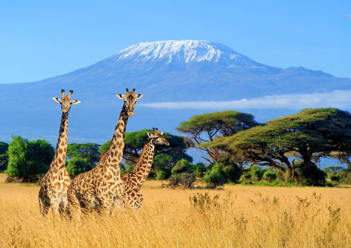 Tours and Safaris